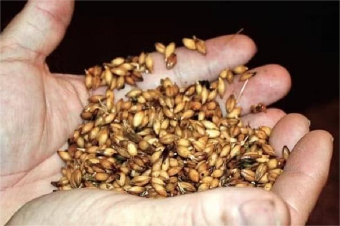 麦芽露点率-山东天泰啤酒设备