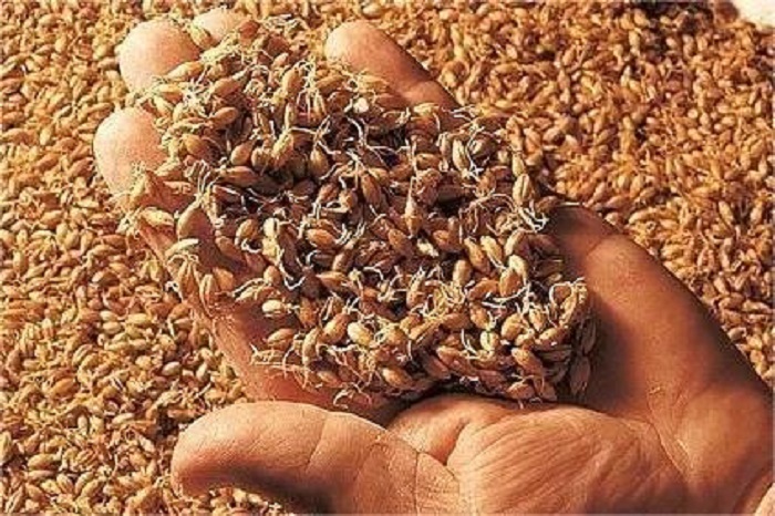 大麦发芽-山东天泰啤酒设备