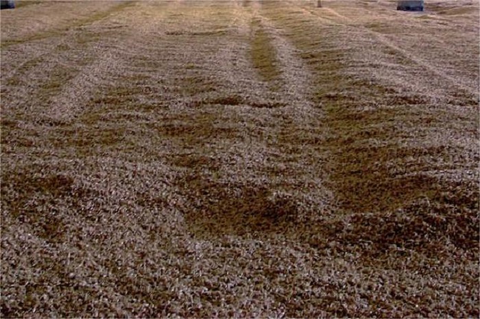 箱式发芽-山东天泰啤酒设备