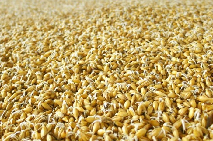 箱式发芽-山东天泰啤酒设备