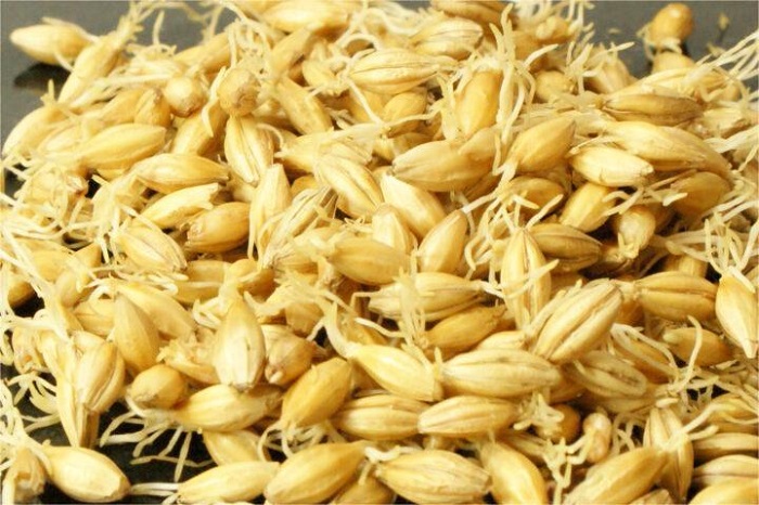 绿麦芽-山东天泰啤酒设备