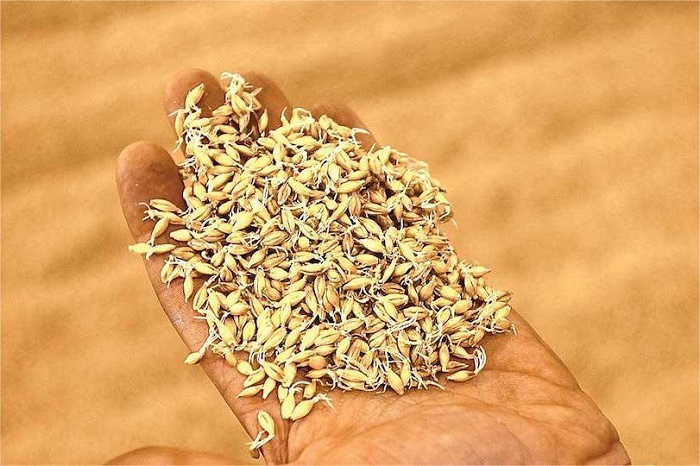 麦芽凋萎操作-山东天泰啤酒设备